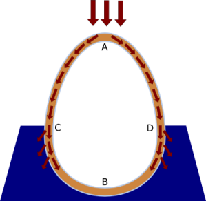 [img] diagram telur